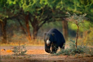 Jessore Sloth Bear Sanctuary