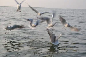 Nalsarovar Bird Sanctuary