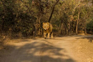 Gir National Park